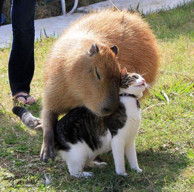 capybara snuggling with cat